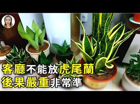 石筆虎尾蘭風水|虎尾蘭種植與照顧方式！虎尾蘭避免爛根的澆水方式與。